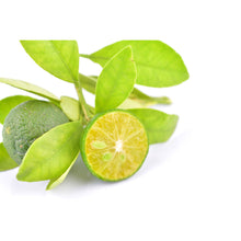 Load image into Gallery viewer, Calamansi Lime (Calamondin Lime) Nutrition Kingz Exotics Ltd