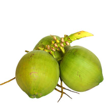 Load image into Gallery viewer, Jelly Coconut (Costa Rican) Nutrition Kingz Exotics Ltd